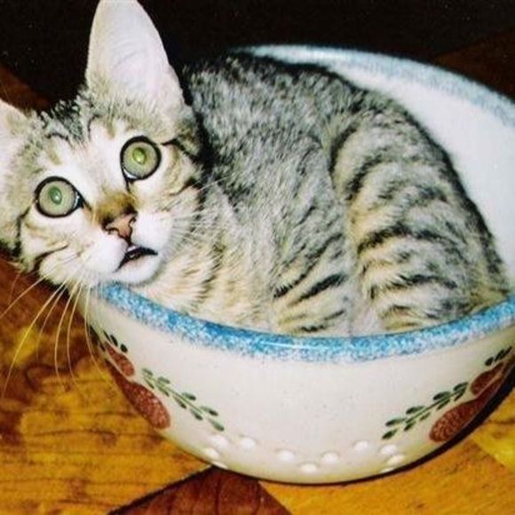 Meet your Posher, Kristi - Picture 1 of 1